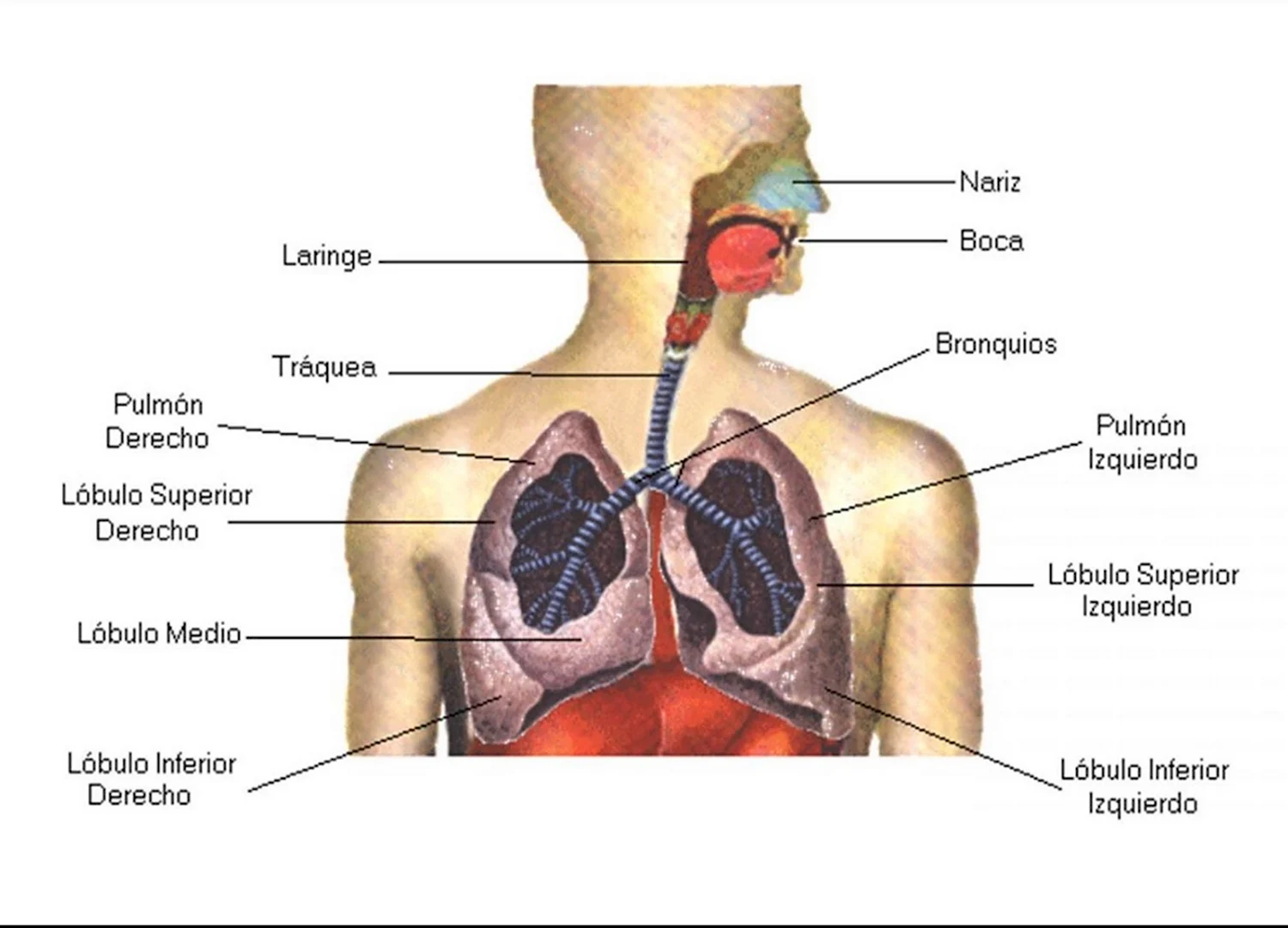 9 Органо дыхательной систем