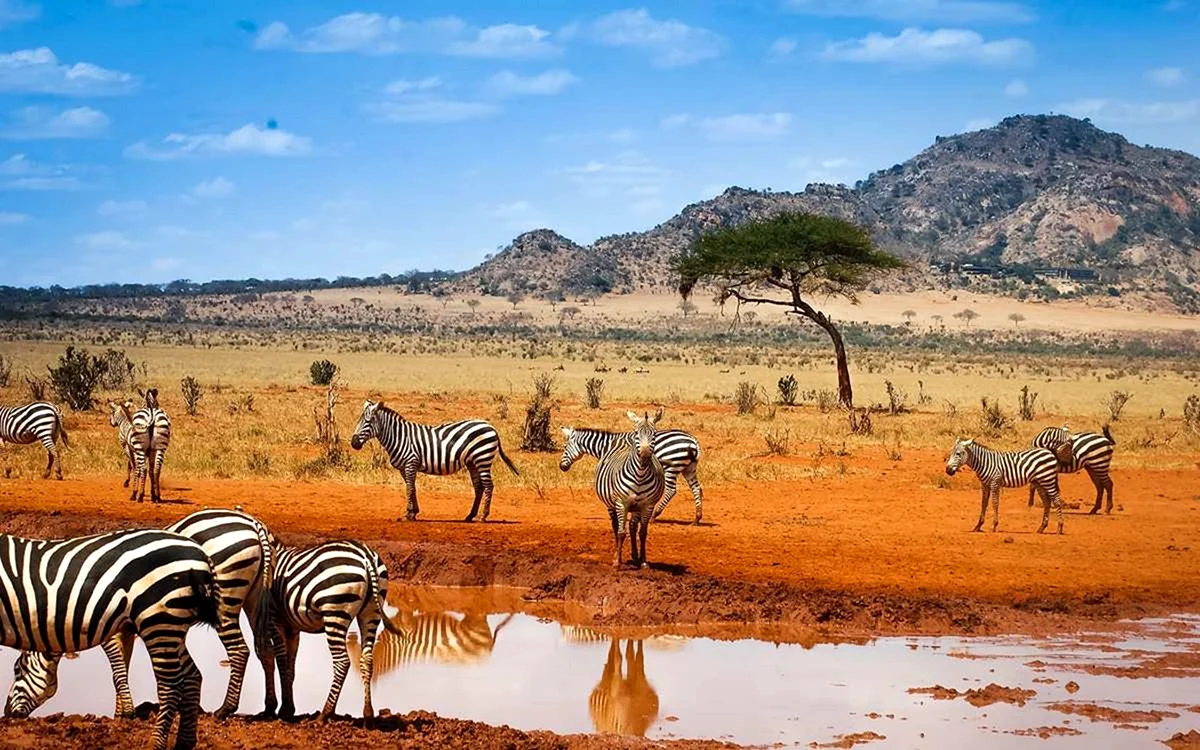 Африка Найроби сафари