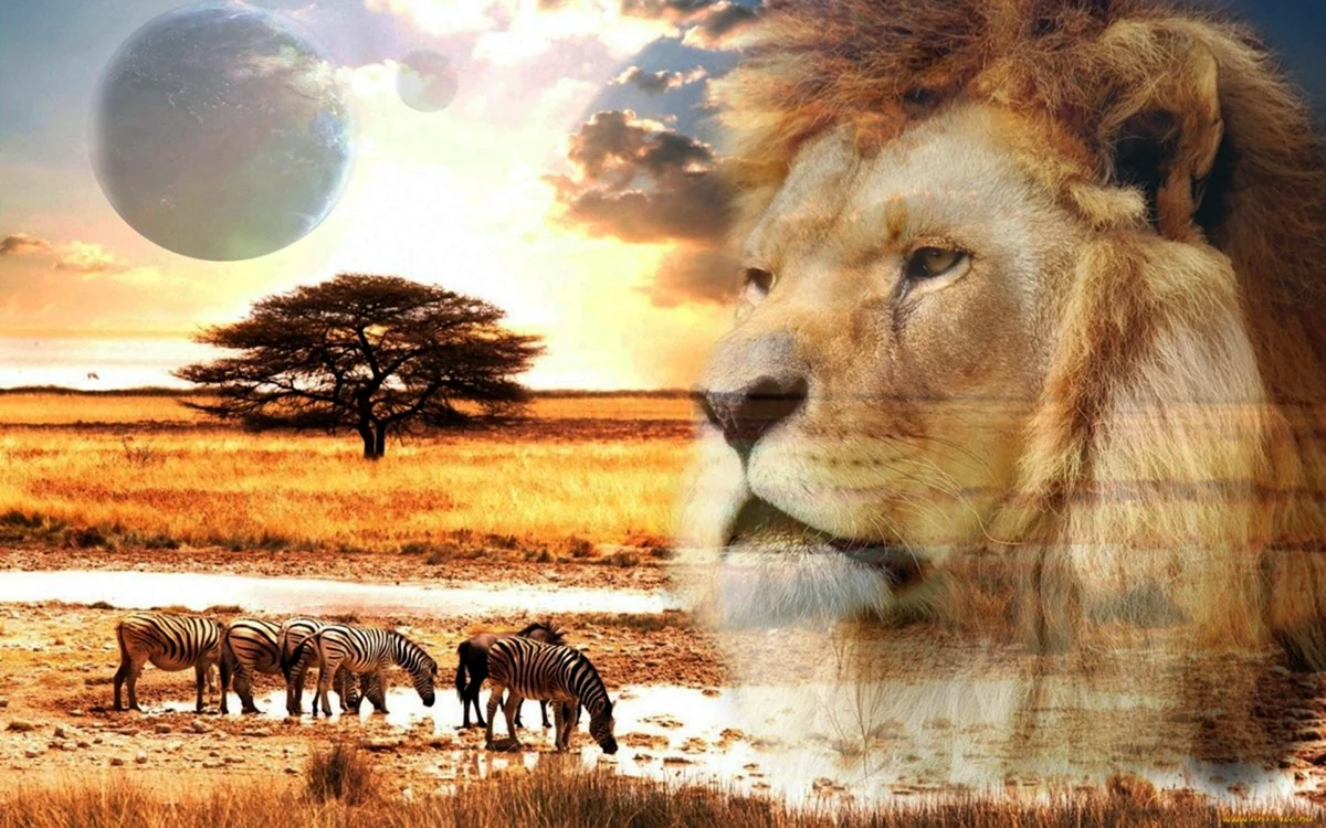 Африка Саванна львы