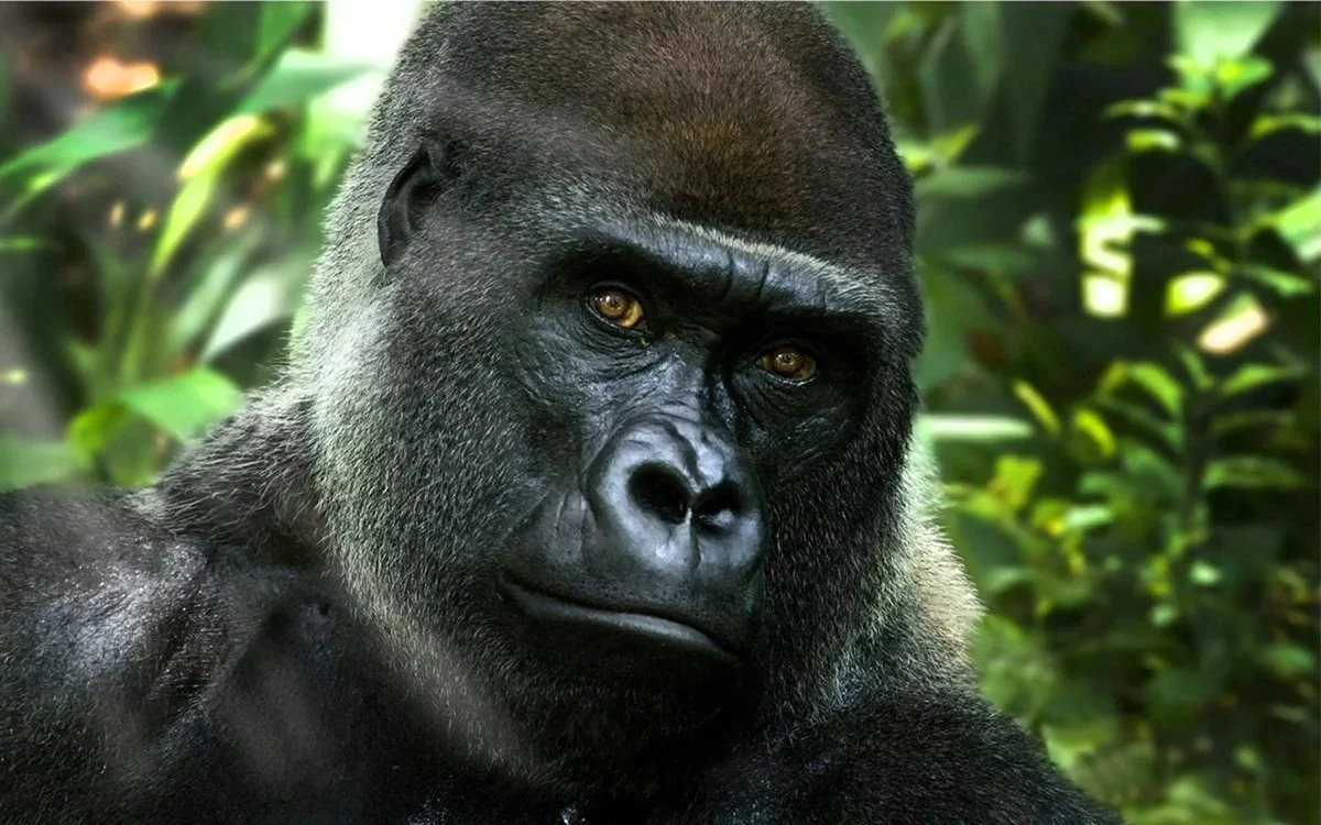 Африканская горилла