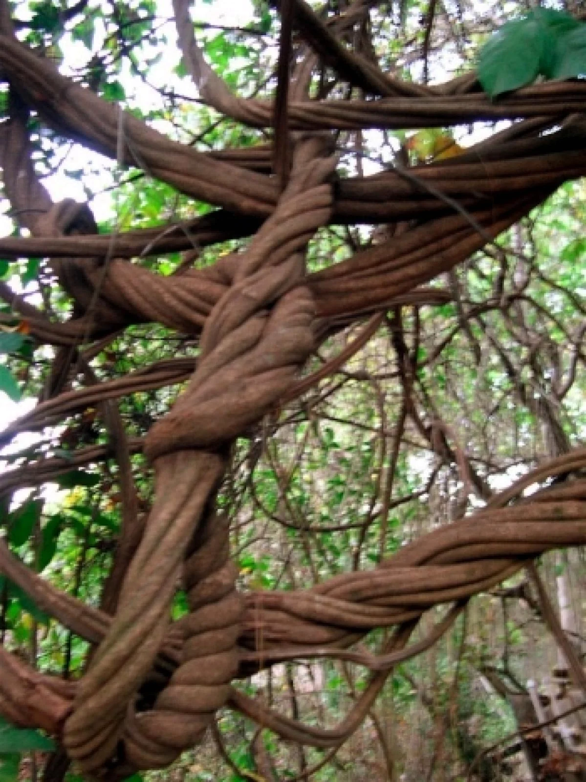 Аяхуаска дерево