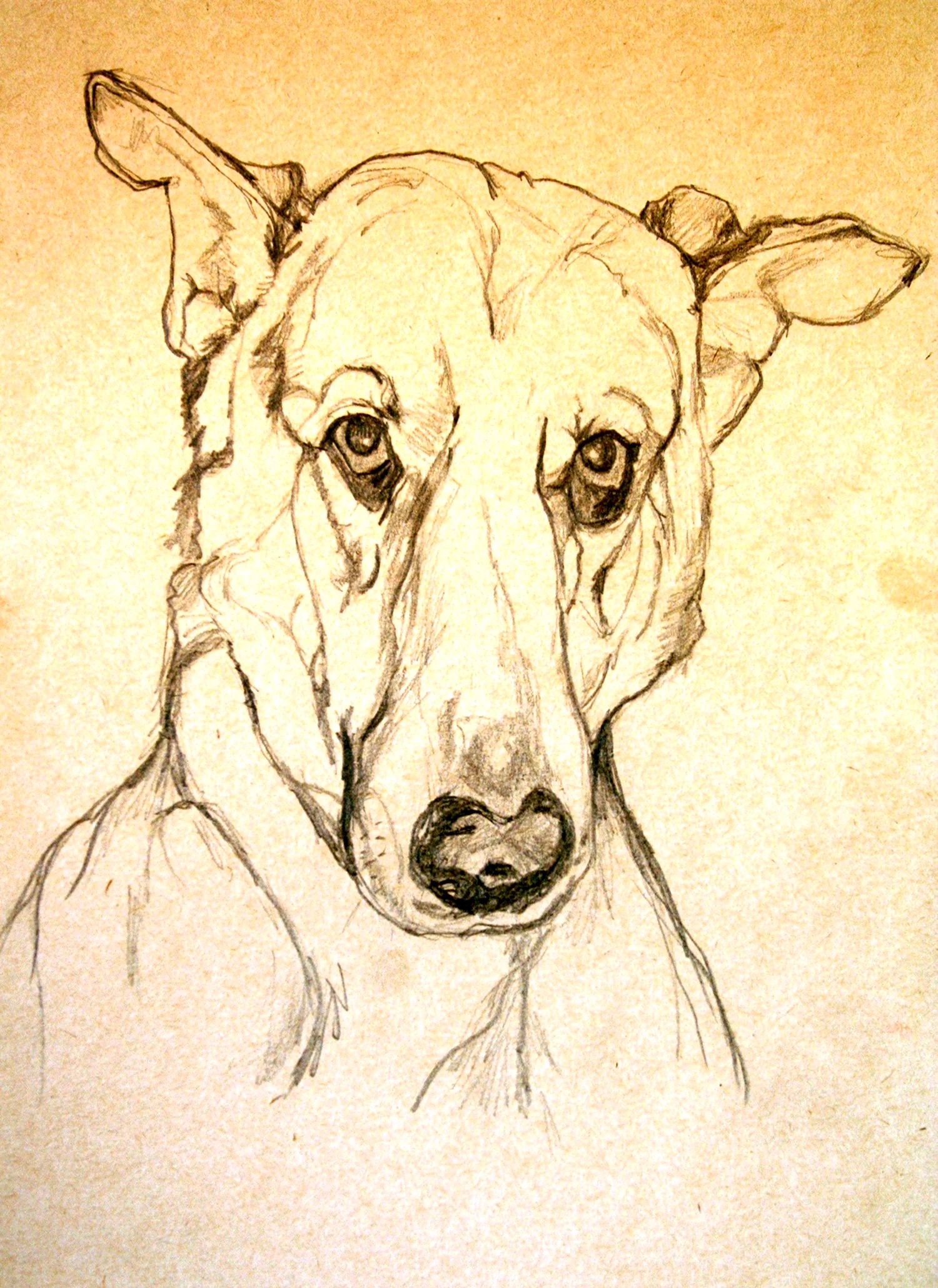 Академический рисунок собаки