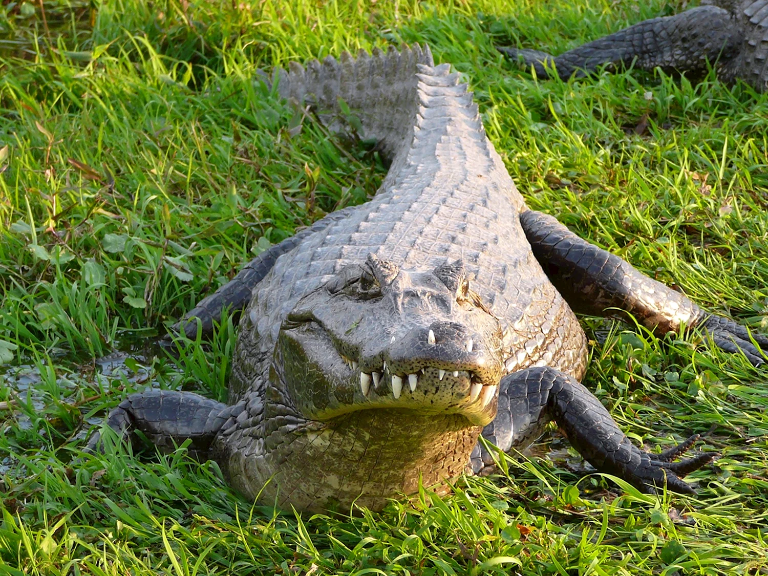 Alligator Timsah