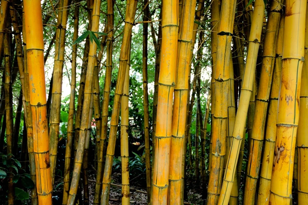 Амазонский бамбук