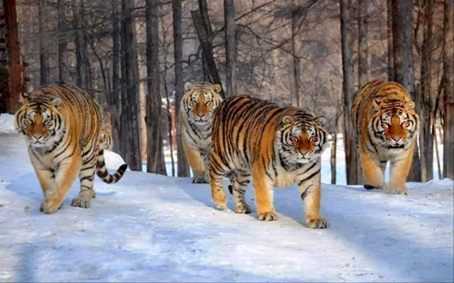 Амурские тигры группа