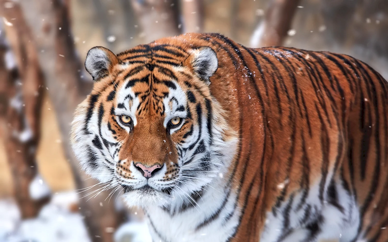 Амурский Сибирский тигр