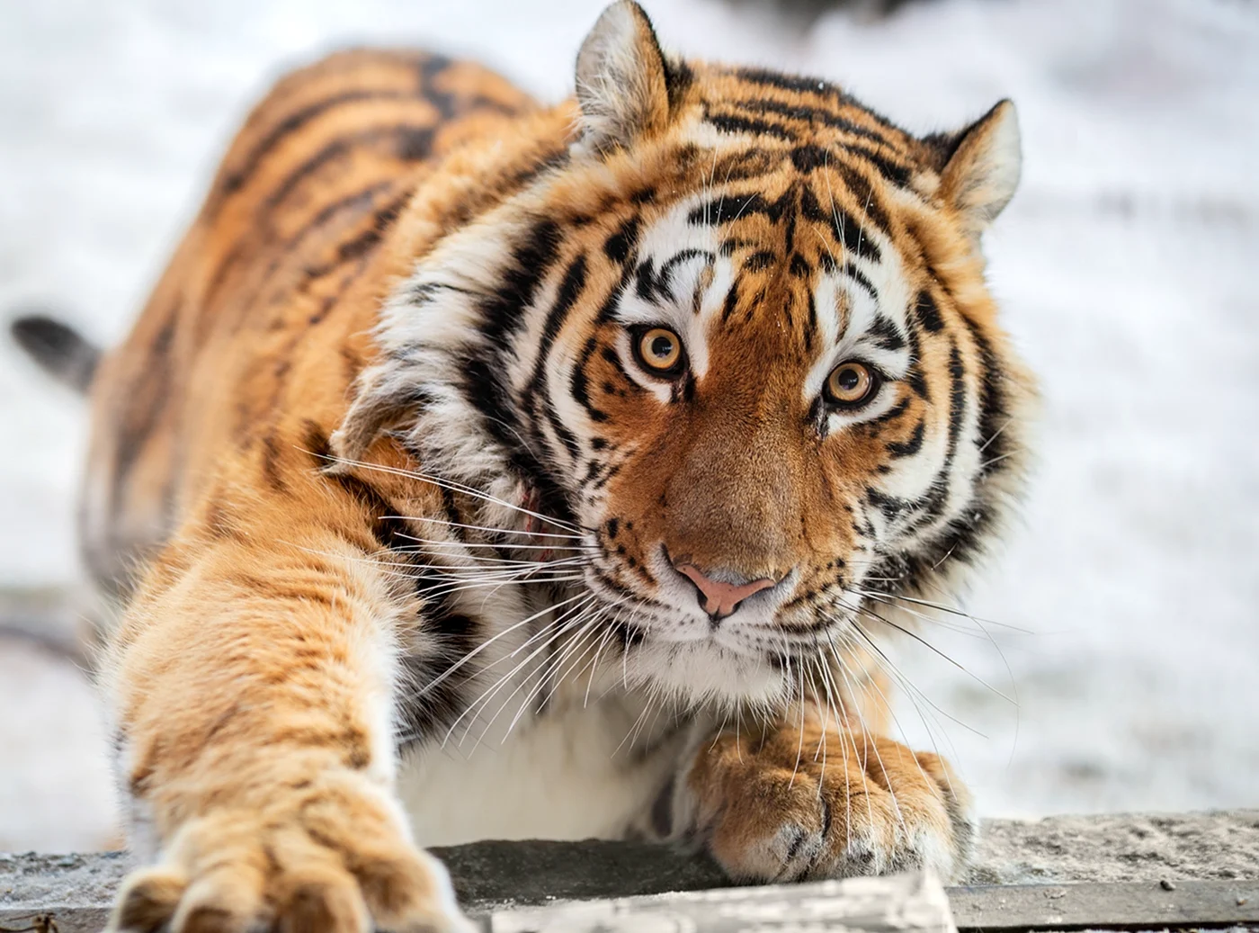 Аму́рский тигр