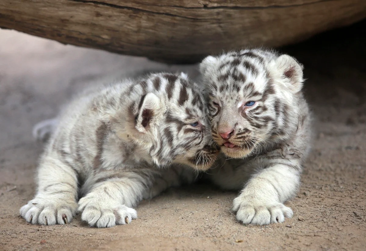 Амурский тигр белый Тигрёнок