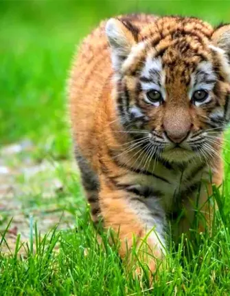 Амурский тигр маленький