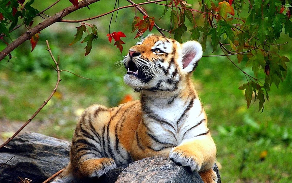 Амурский тигр маленький