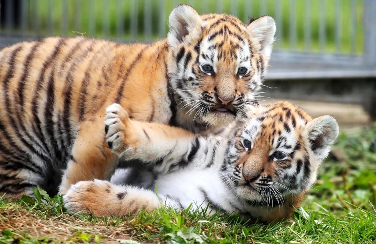 Амурский тигр Новорожденные тигрята