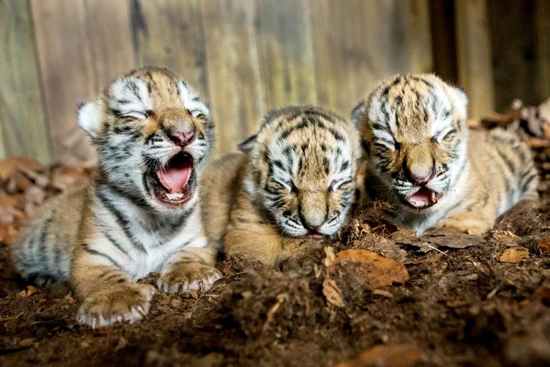 Амурский тигр Новорожденные тигрята
