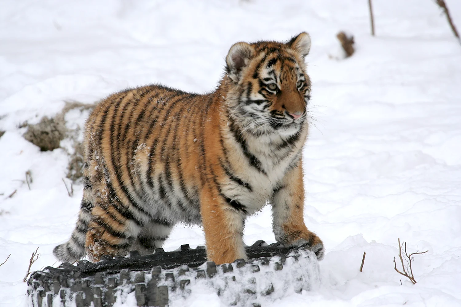 Амурский тигр Panthera Tigris altaica