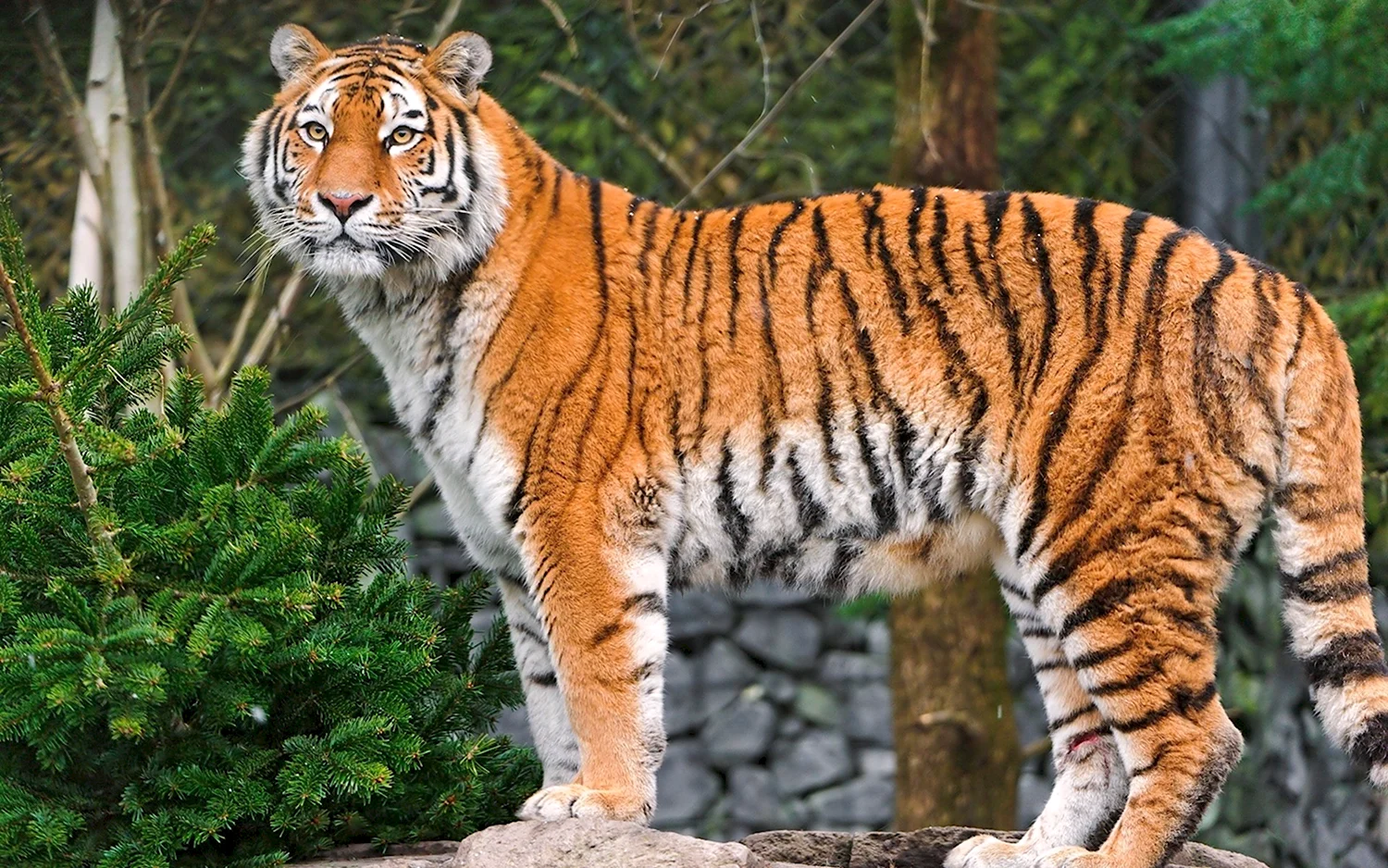 Амурский Уссурийский тигр