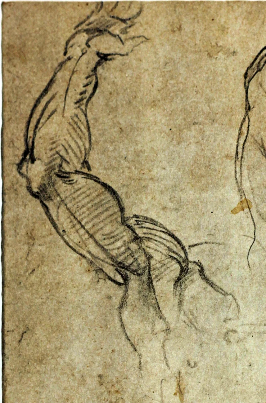 Анатомические Наброски Микеланджело