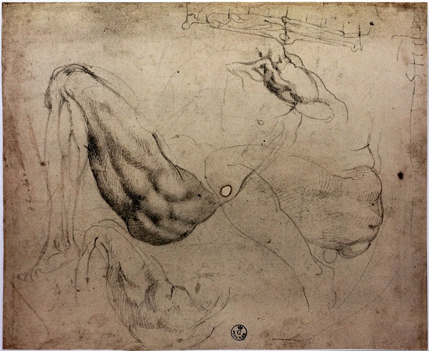 Анатомические зарисовки Микеланджело