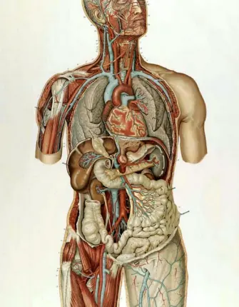 Анатомический атлас человека