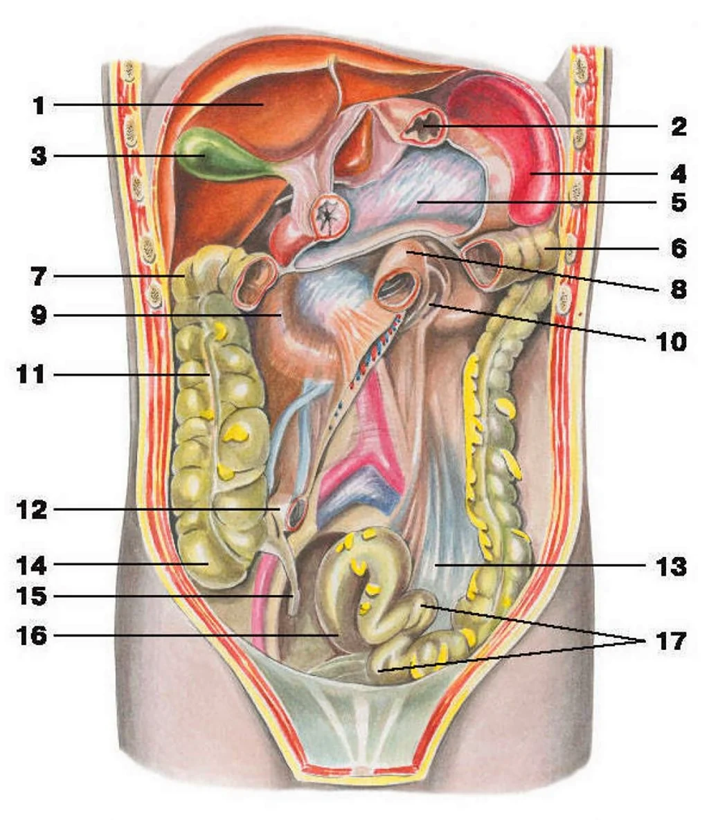 Брюшная полость анатомия Неттер