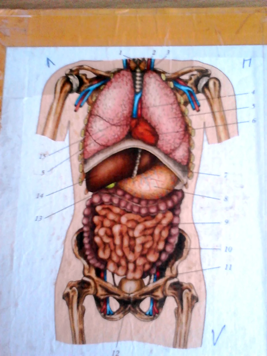 Какие органы в брюшной полости человека. Анатомия органов брюшной полости. Анатомия брюшной полости человека. Анатомия человека внутренние органы брюшной полости. Строение человека внутренние органы мужчины брюшной полости.