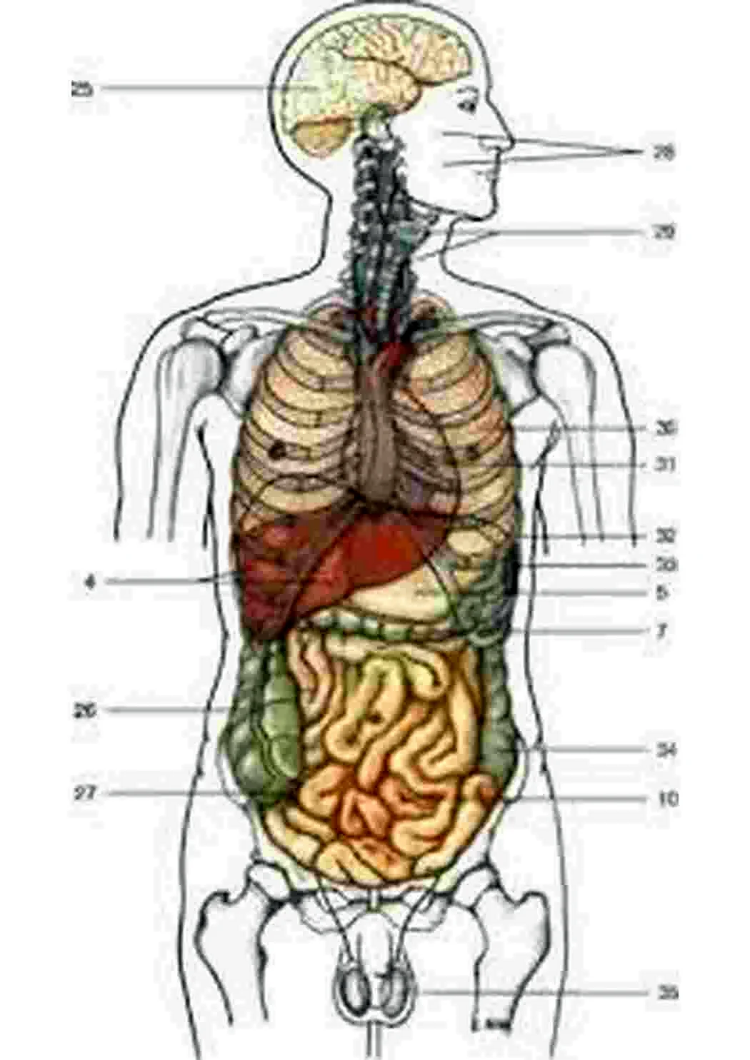 Внутреннее строение человеческого. Анатомия человека внутренние органы. Анатомия человека строение и расположение внутренних органов. Строение внутренних органов сбоку. Анатомия человека сбоку внутренние органы.