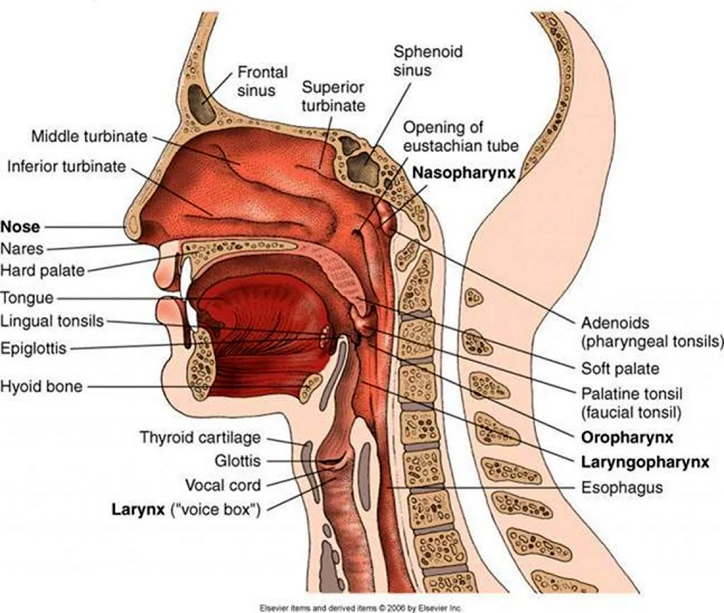 Анатомия головы дыхательные пути