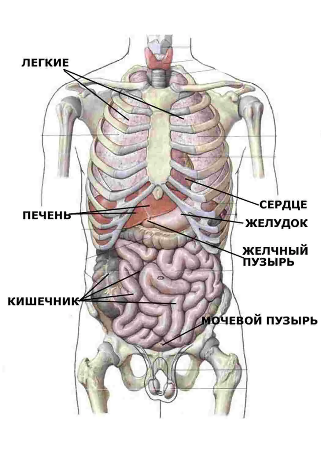УЗИ внутренних органов (печени, желчного пузыря, поджелудочной железы, селезенки)
