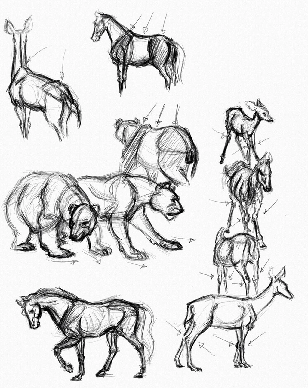 Анатомия животных для рисования