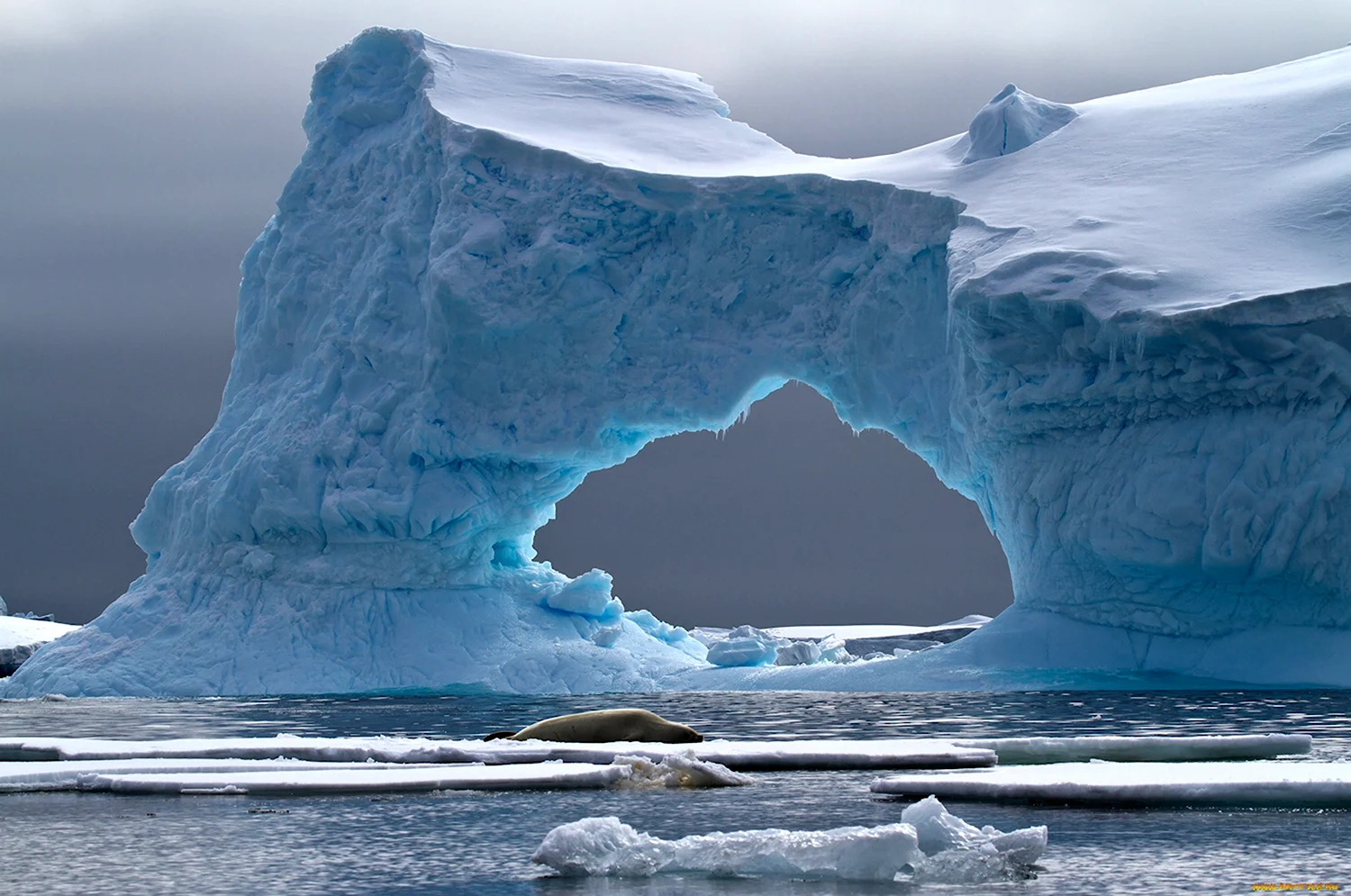 Антарктида Гренландия Арктика Северный Ледовитый океан