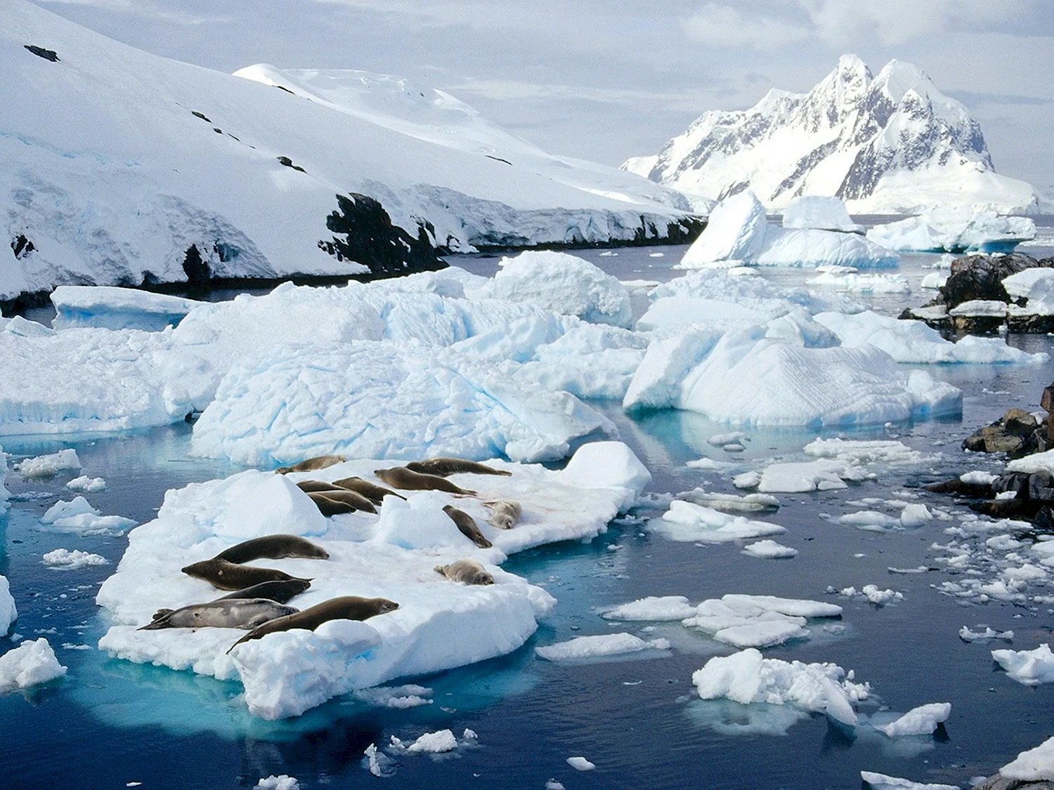 Антарктида и Северный полюс
