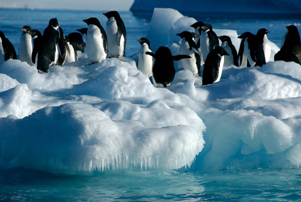 Антарктида материк пингвины