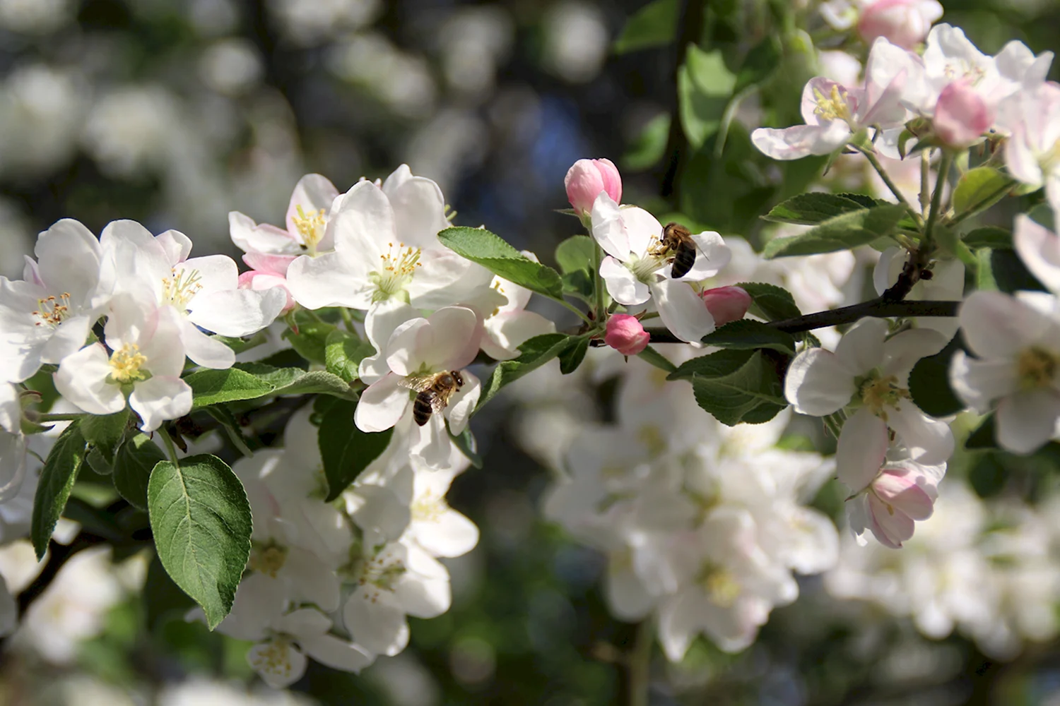 Антоновская яблоня цветет