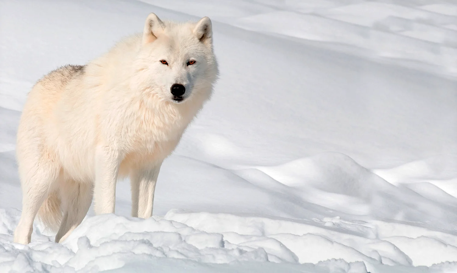 Arctic Wolf Арктический волк