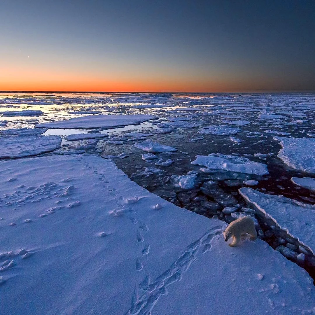 Арктическая и антарктическая пустыня
