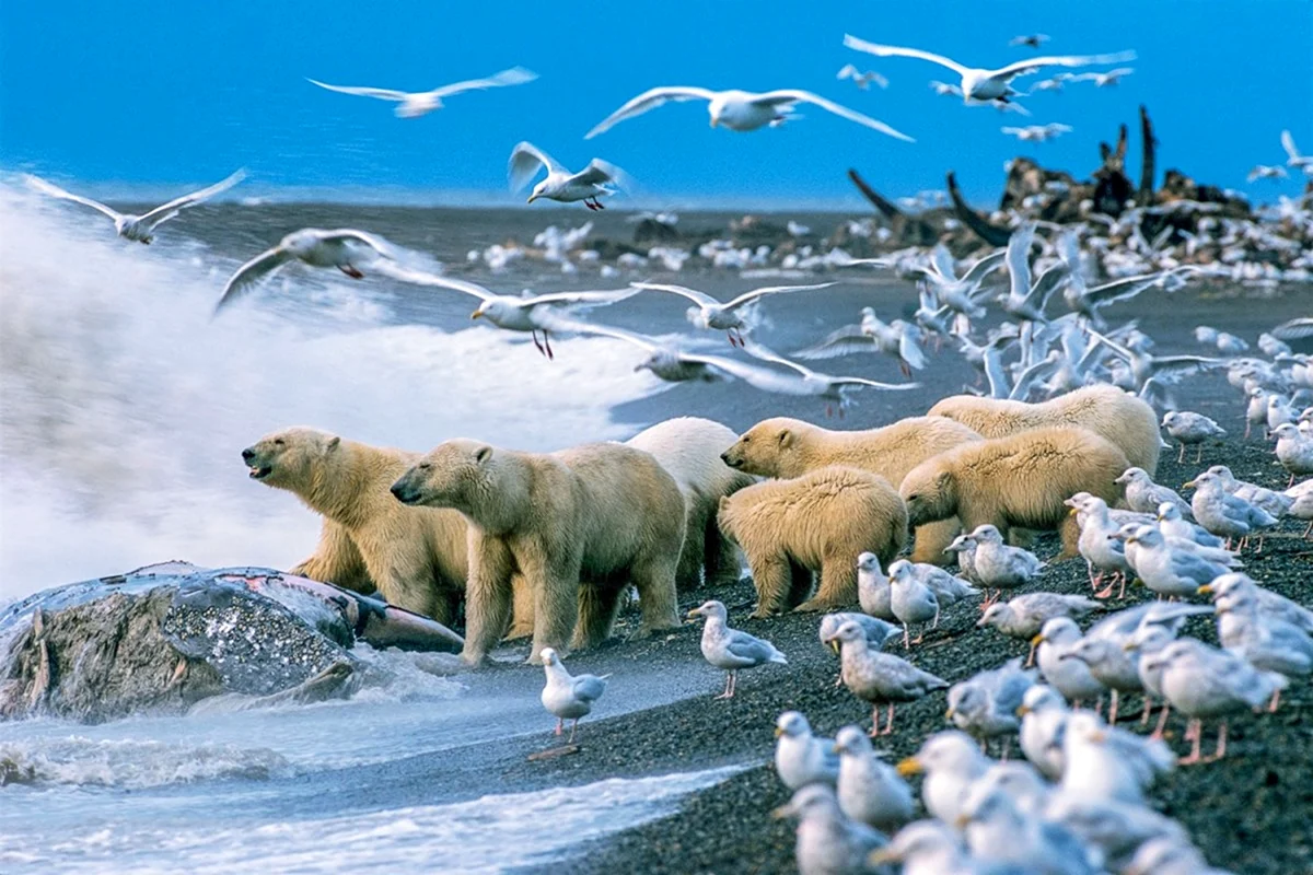 Арктические пустыни белые медведи Россия