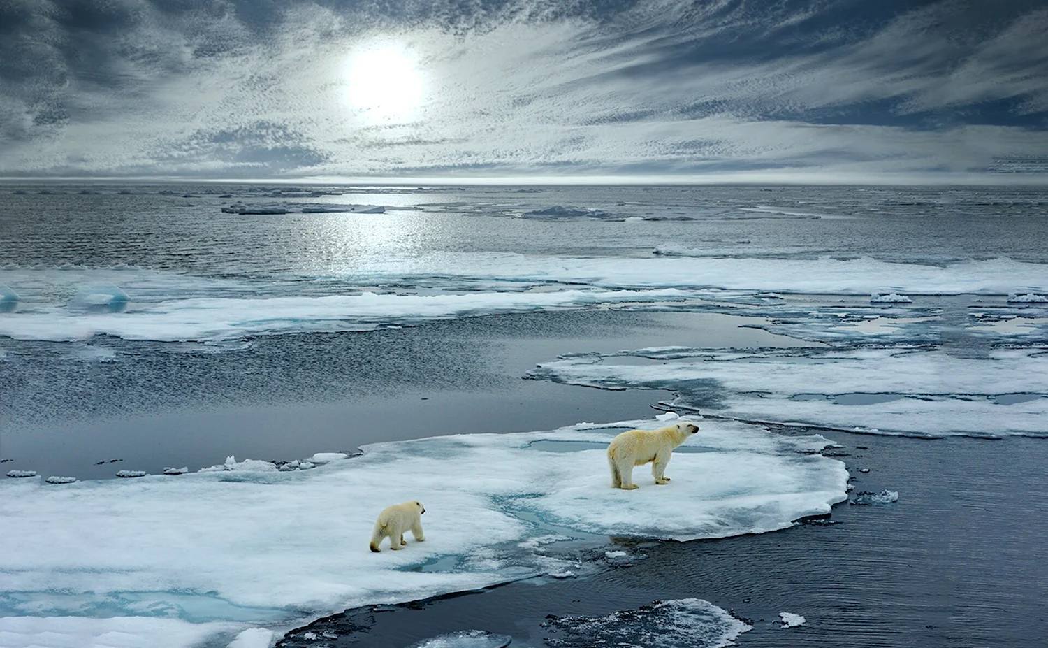Арктика Северный Ледовитый океан