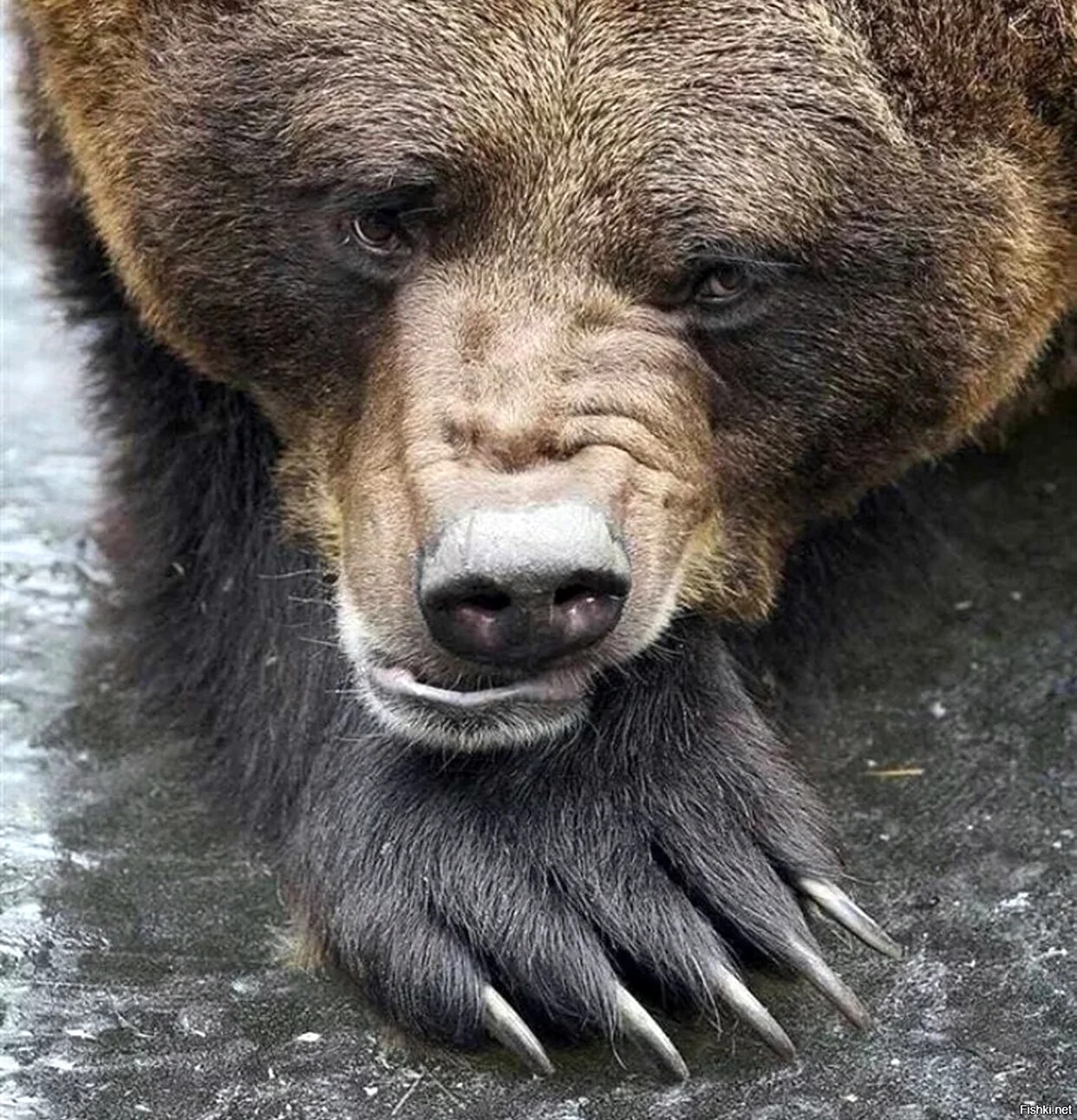 Артур медведь