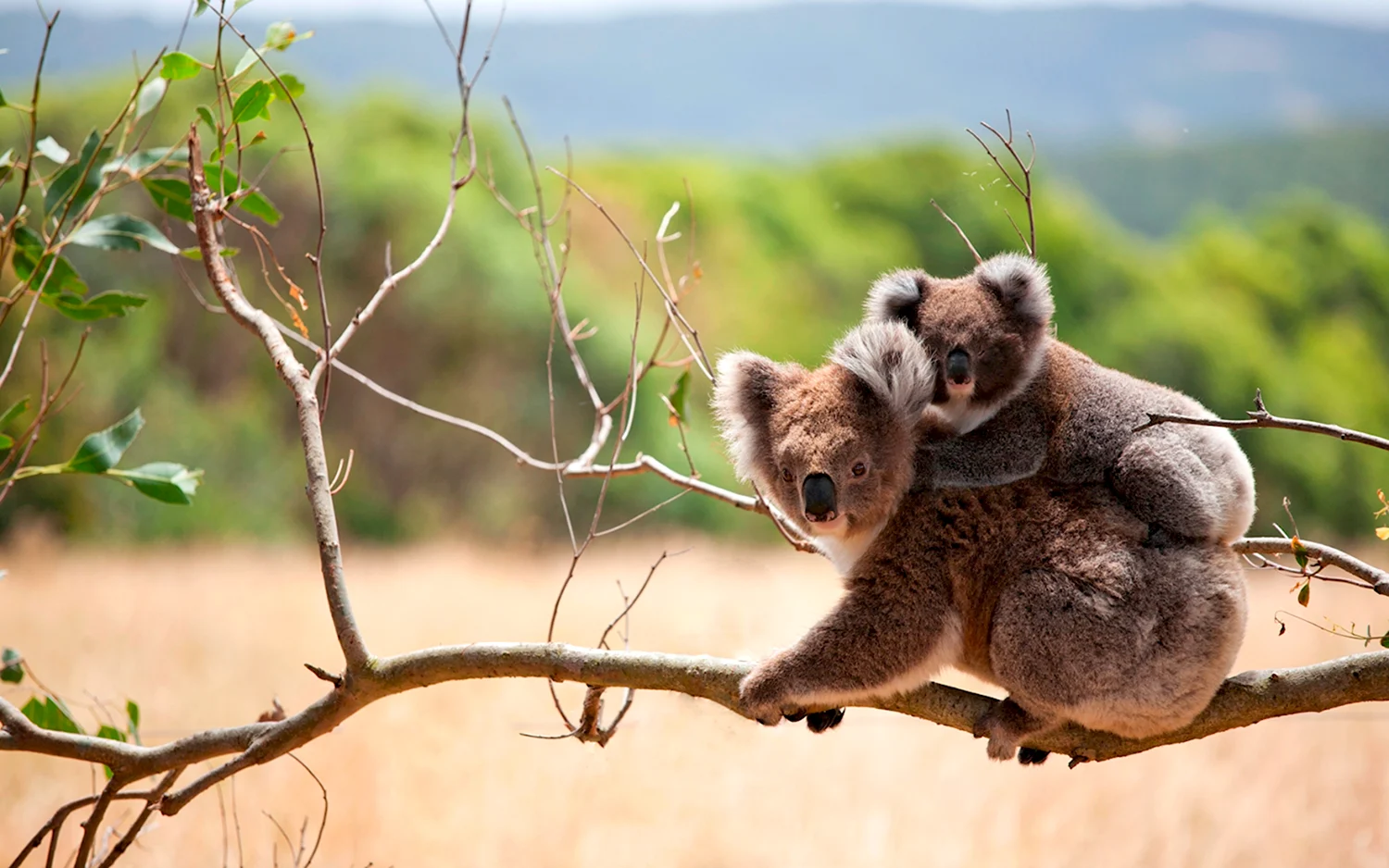 Австралия пейзаж с коалой
