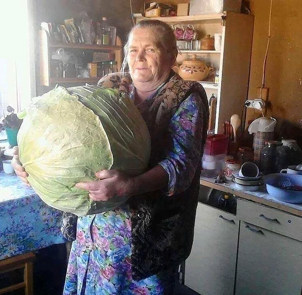 Бабушка с огромной капустой
