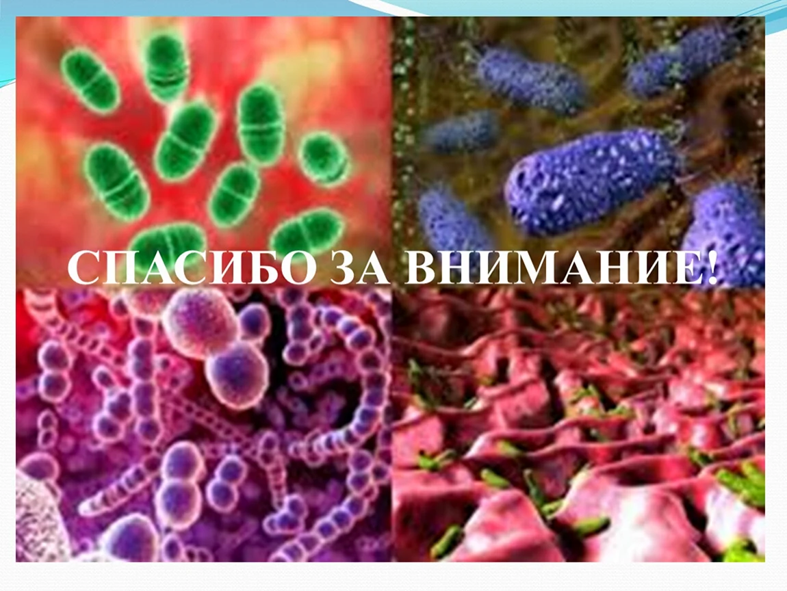Бактерии анаэробы