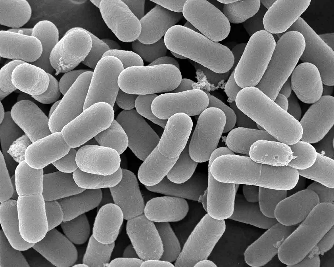Бактерии брожения молочнокислые бактерии