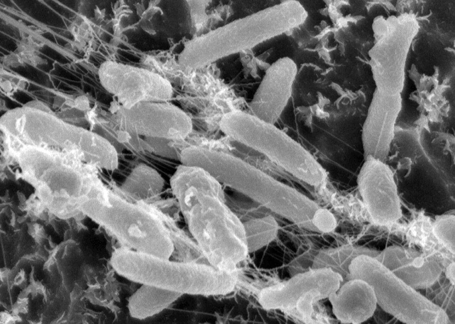 Бактерия Ideonella sakaiensis