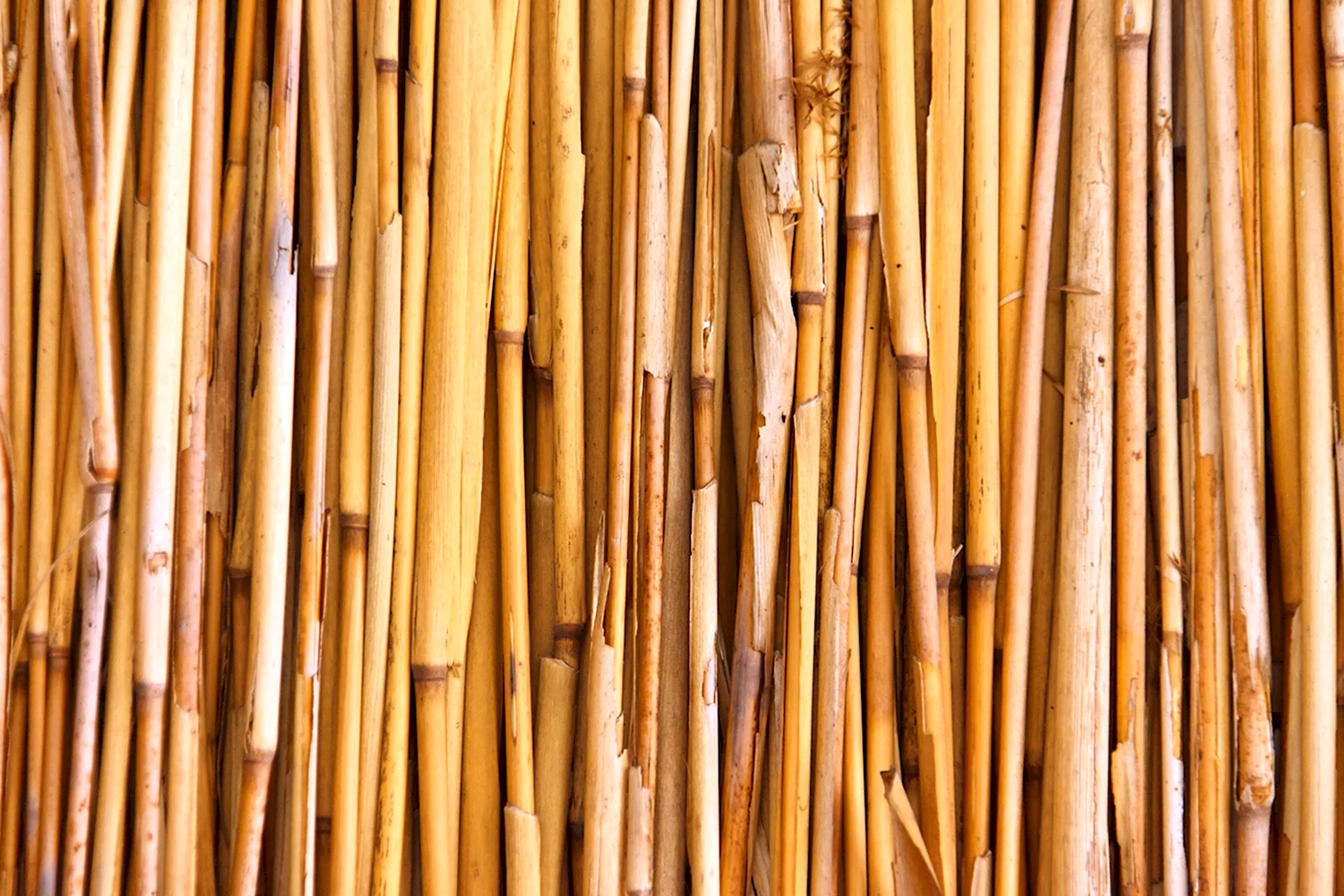 Bamboo Bamboo LP