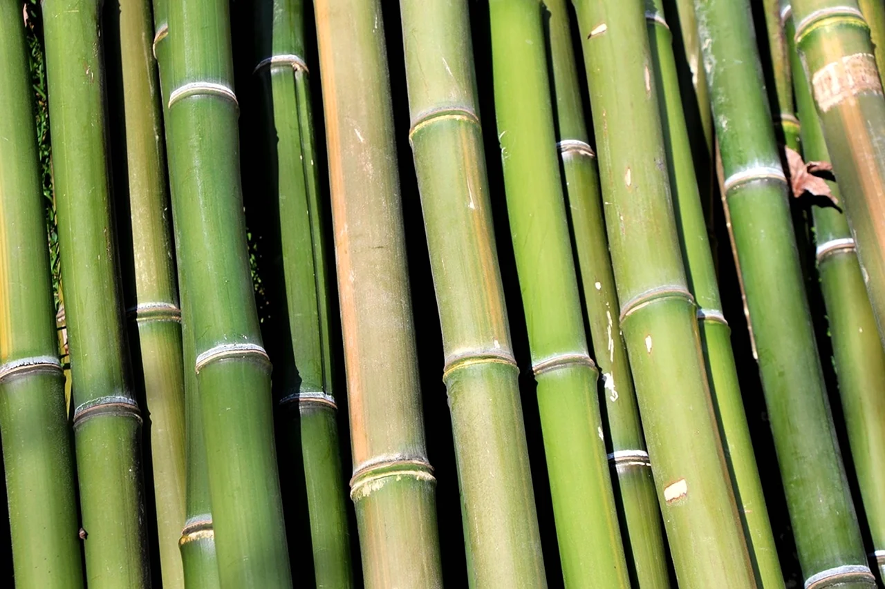 Bamboo Bamboo. Bamboo LP