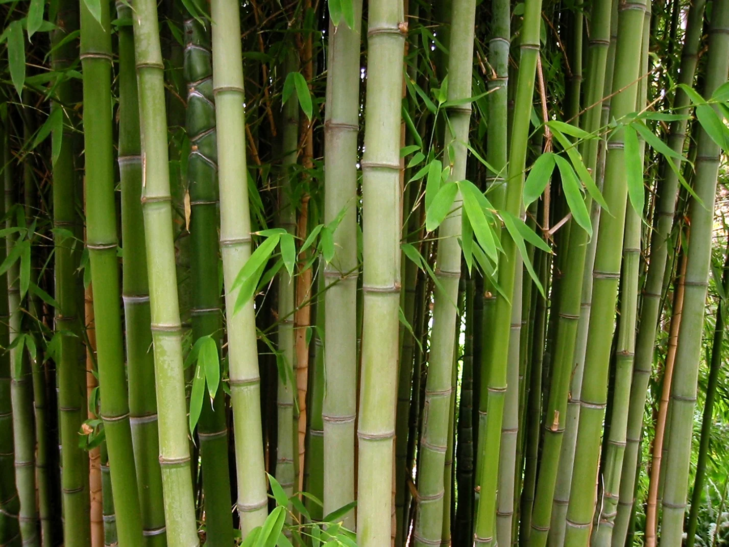 Бамбук bambusa arundinacea