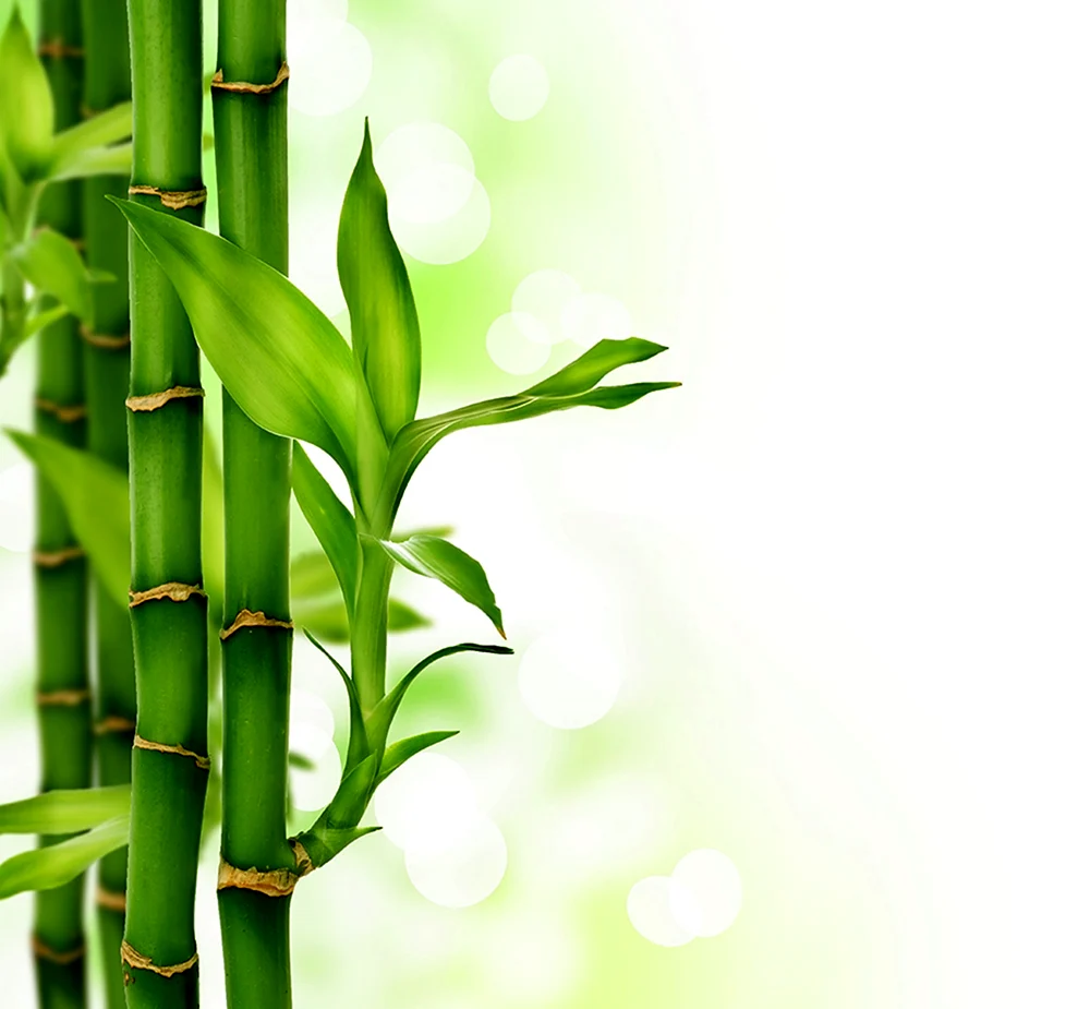 Bambuk gulipek