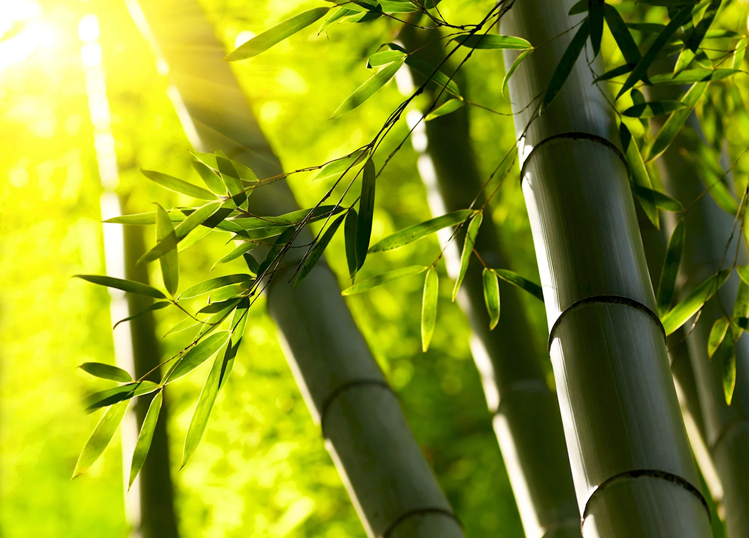 Бамбук и солнце