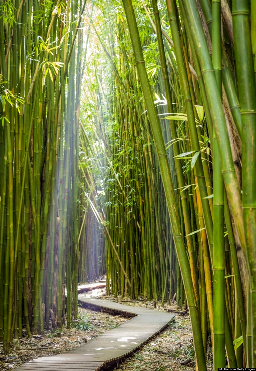 Бамбук Широшима