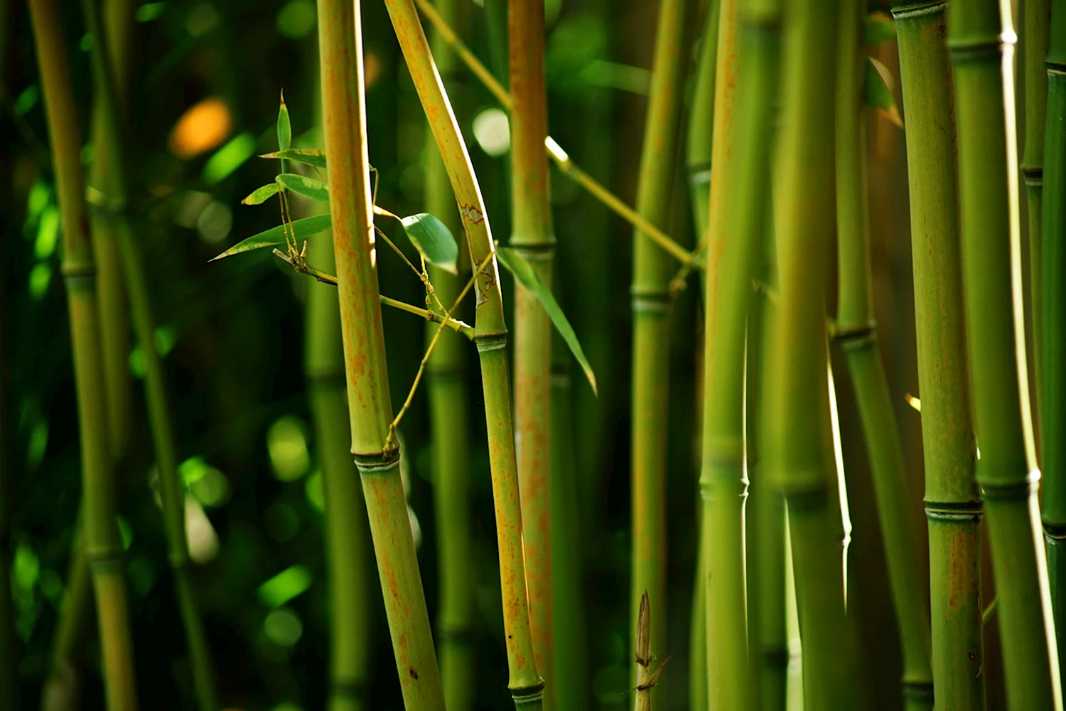 Бамбук тростниковый bambusa arundinacea