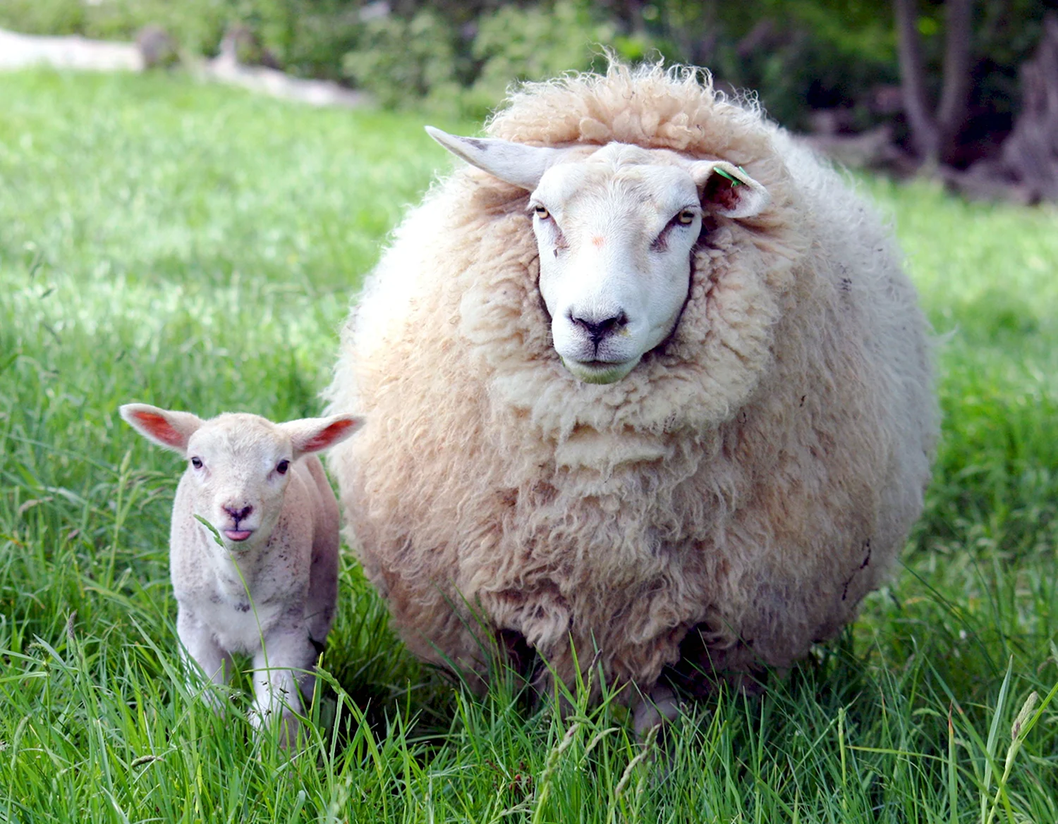 Баран Тоскана овца