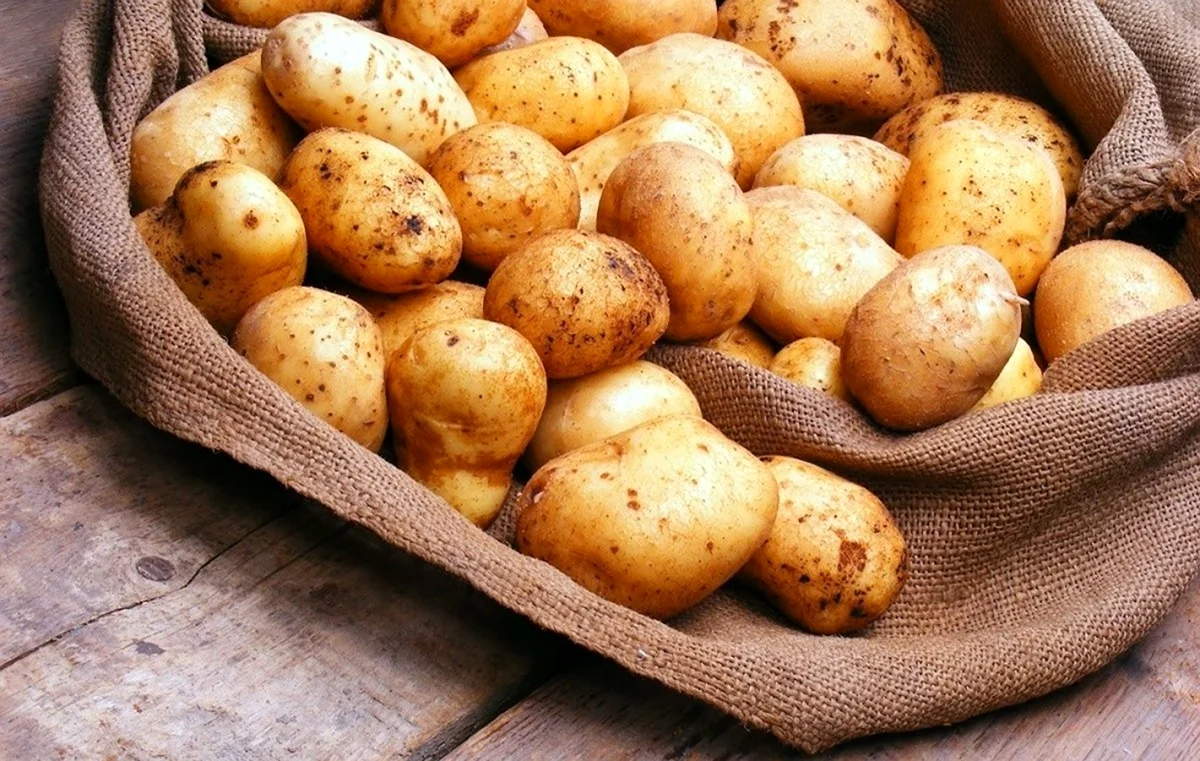Башкирский сорт картофеля